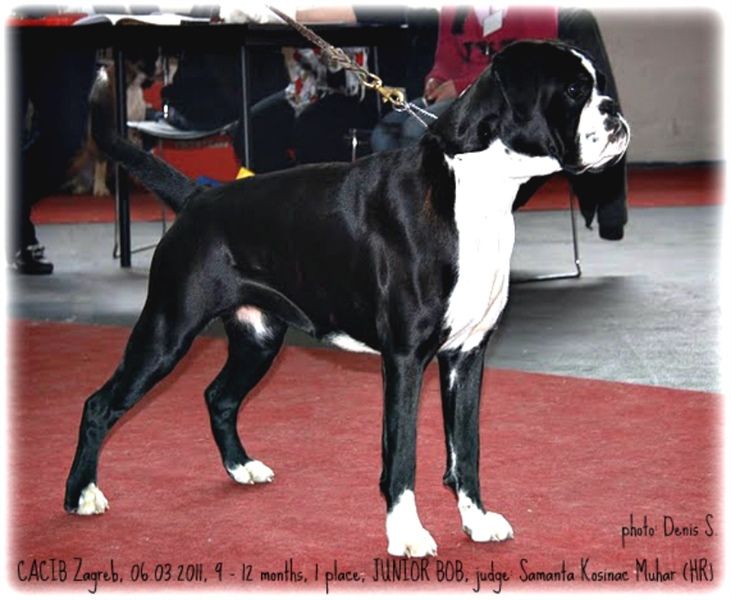 Cacib Zagreb 2011, Angel Junior BOB